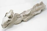 Articulated, Fossil Oreodont (Miniochoerus) Skeleton - Wyoming #197374-1